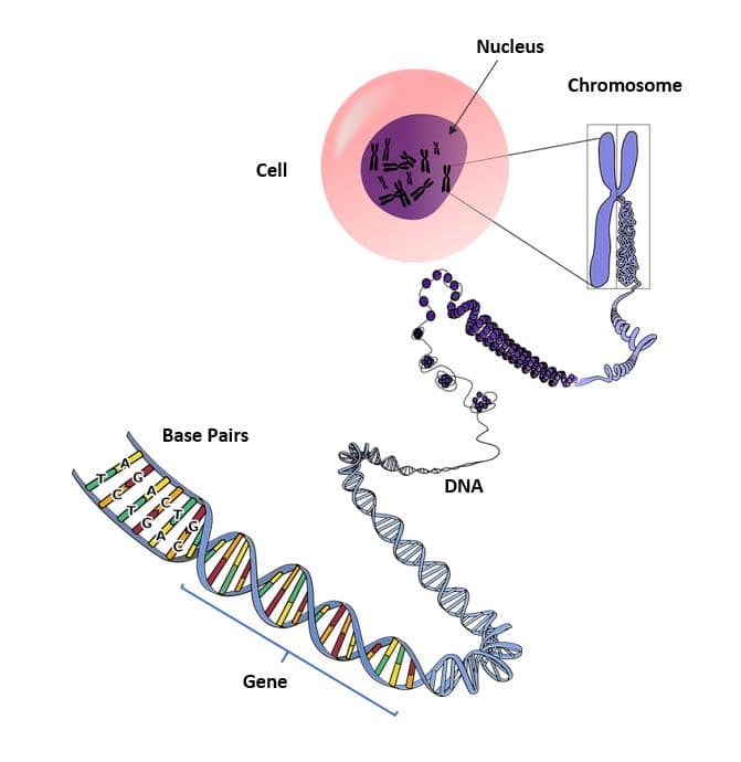 Chromosomes, Genes, and DNA - Nurseplex