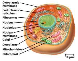 Organization of the cell diagram