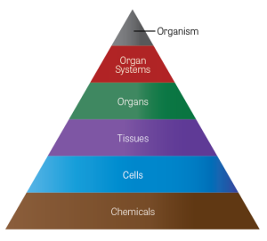Hierarchical organization of the body diagram.