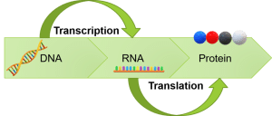 Diagram showing how transcription and translation work.